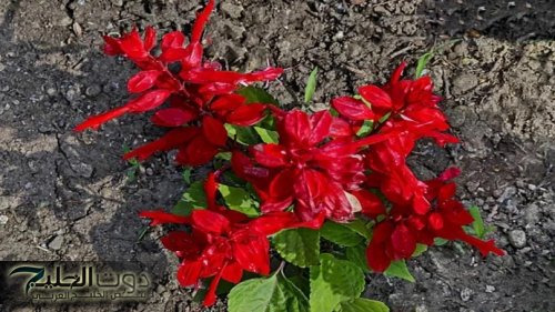 ” معجزة جبارة نزلت من السماء ” .. عشبة منسية خارقة تنشط الذاكرة وتقوي المناعة وتنهي هشاشة العظام