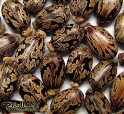 «الصين وكوريا بيدور عليها».. عشبة من الجنة متوفرة في كل مطبخ تعالج النقرس وآلام المفاصل ولها فوائد