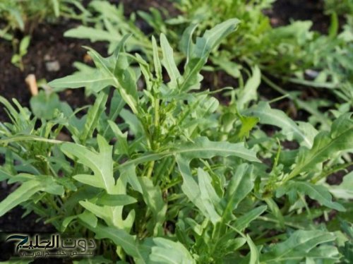 «يارتنى كنت عرفتها من زمان »..عشبة تنظف الكبد من السموم وتعالجك من السعال والزكام في دقائق وتعتبر الحل