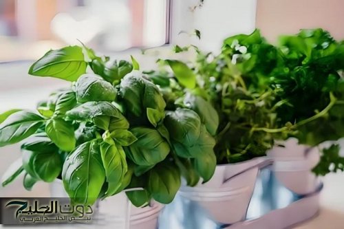 كنز أدوية طبيعية.. عشبة سحرية برخص التراب تخفض ضغط الدم وتحمي من السرطان والحل الأمثل لأمراض القلب