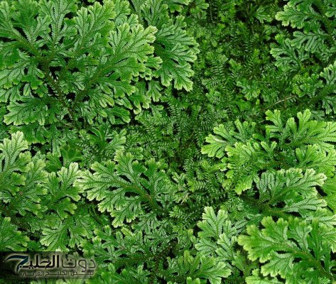 نبات يعيش مئات السنين بدون ماء… وبيستخدم في صناعة أدوية كتيرة!!