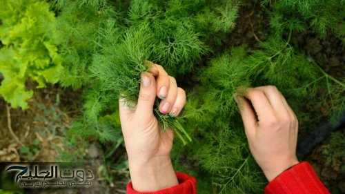 "ضاع عمرنا واحنا منعرفش!!"... أعشاب ربانية موجودة في كل البيوت تقوى النظر وتسهم في الحفاظ عليه