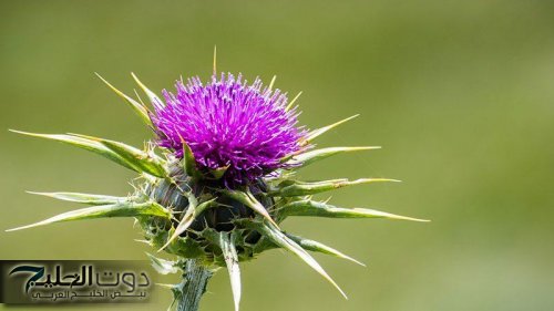 معجزة نزلت من السماء .. عشبة ربانية تنمو في الصحراء تعالج الكبد وتنقيه من السموم تماما وتعتبر الحل الأمثل