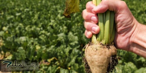 «كنز رباني لا يقدر بثمن» .. عشبة طبيعية من عند العطار تمنح القوة والشباب وتعيد الأمل والحياة مهما كان عمرك