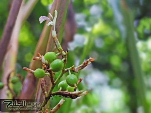 اكتشفوا سر هذه النبتة السحرية الموجودة في كل منزل، تحميكم من السرطان وتعزز صحة المعدة والأمعاء والكبد،