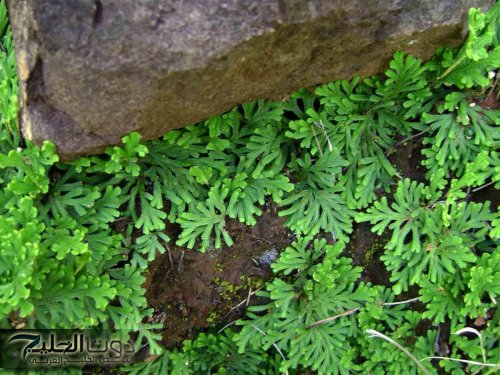 نبات يعيش مئات السنين بدون ماء… وبيستخدم في صناعة أدوية كتيرة!!