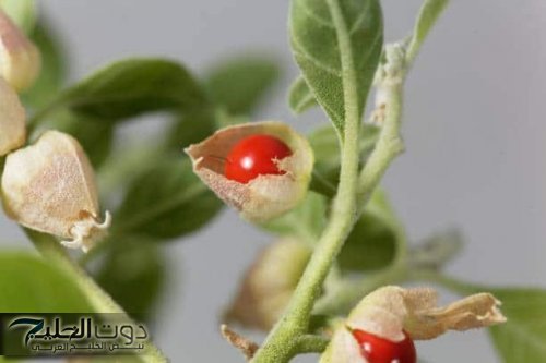 معجزة نزلت من السماء .. عشبة طبيعية تقوي الذاكرة وتعيد بناء خلايا المخ الميتة وتحمي من الزهايمر والخرف وحل