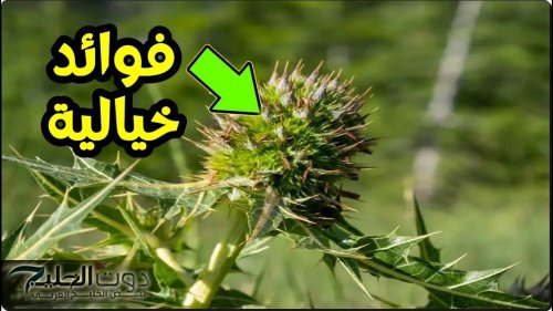 معجزة ربانية .. عشبة سحرية تنظف الكلي والكبد وتطهر القولون من الغازات والبراز المتحجر وتقوي المناعة وتعالج