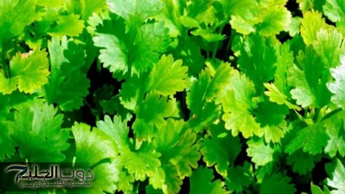 «كنز رباني لا يقدر بثمن!» .. عشبة نزلت من السماء تفتت الحصوات تخفض السكر التراكمي تنقي الكبد وتنظف الكلى