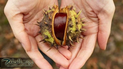 “اكتشف العلاج الطبيعي المنسي!”.. فوائد أوراق شجرة الكستناء الصحية الغريبة اللي هتقوي جسمك وتنقلك لمستوى جديد