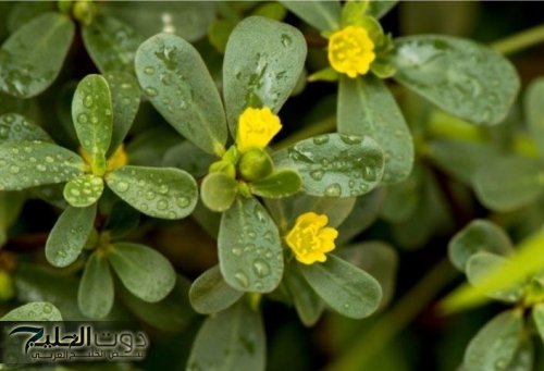 “وداعًا للعلاج الكيماوي”.. عشبة خارقة تقضي على الأورام الخبيثة نهائيًا | معجزة ربانية