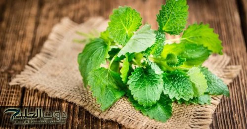 عشبة طبيعية تعزز التركيز ووظائف المخ والمناعة.. ما هى