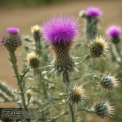 "هتفضل تدعي للي قالك عليها!!".. تعرف على أقوى الأعشاب الطبيعية لعلاج الأمراض المزمنة.