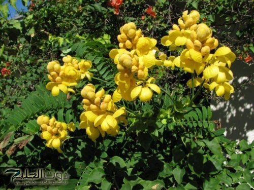 "العشبة السحرية".. عشبة طبيعية تقضي على الإمساك وتزيد كثافة الشعر وتساعدك على فقدان الوزن | ضاع