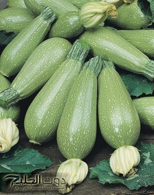 هتموت عيالك بأيدك !! إحذر تناول الكوسا؟..حتي لو هتموت من الجوع فيها ..سم قاتل وخطيييير ؟!!متجيش تقول معرفش