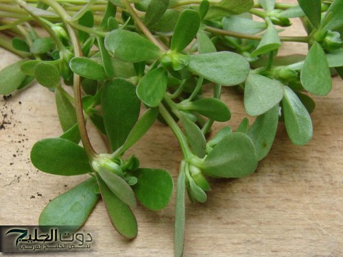 مفيش كيماوي تاني من النهاردة.. عشبة جهنمية جبارة تقضي على الورم تماما تنمو في فصل الشتاء