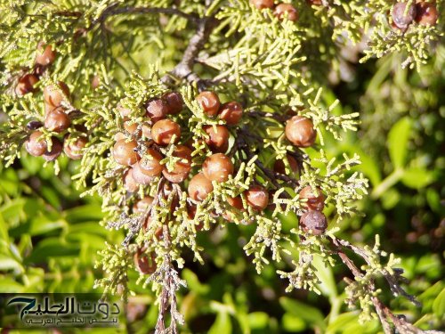 اكتشف سر العشبة المنسية التي تعيد احياء الكبد مهما كانت تالفة وتقضي على الكولسترول وتعالج الزكام والسعال