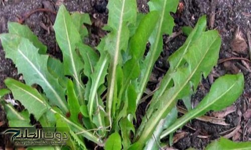 "يابخت اللي جربها"....وصفة سحرية للحصول ع شعر طويل وكثيف ومكوناتها بكل بيت من مضبخك شعرك هيوصل