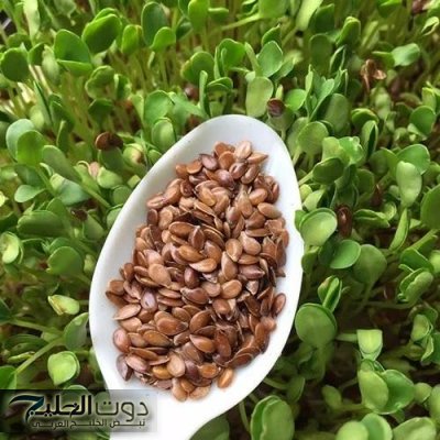 "مشروب تخسيس" ... بذور سحريه برخص التراب تنسف الدهون وتقضي علي الكرش بطريقة لا تخطر علي بال