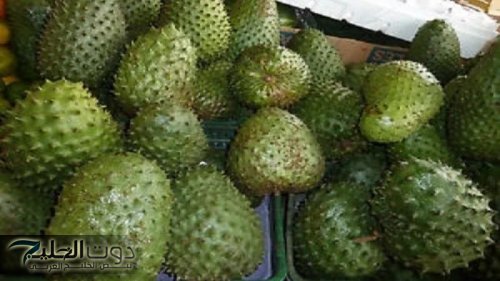 «عشبة معجزة نازله من السما»..يتهاتف عليها جميع الاطباء.. تقضي على الورم تماما وتنمو في اجواء الشتاء ودواء