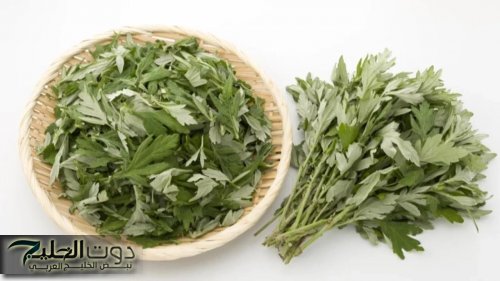 «هترجع شاب من أول استخدام»…عشبة سحرية تمنحك شعرا كثيفا وذاكرة قوية