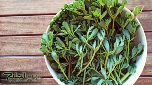 “العلاج الفعال للسعال والزكام في دقائق”… هذه العشبة الجبارة تجدد الكبد وتحارب الكولسترول والدهون الثلاثية