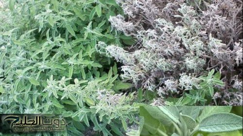 « معقول كل ده يطلع منها !!».... عشبة سحرية تساعد على التخسيس والاسترخاء وعلاج ألم المعدة – فوائدها لا تعد