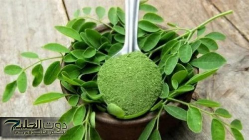 كل الدكاتره بدور عليها…عشبة نزلت من السماء لاستعادة الشباب مهما كان عمرك.. كوب واحد من هذا المشروب الرخيص