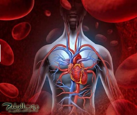 تعرف على أفضل أطعمة تحمى القلب والأوعية الدموية