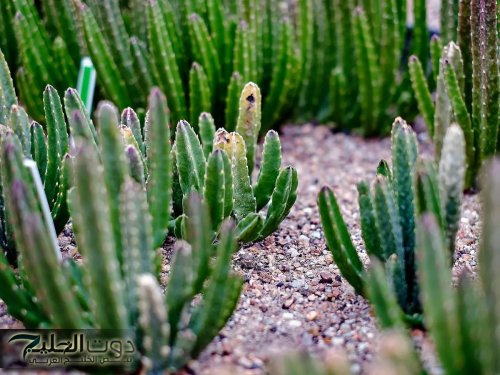 صدمة تهز الشارع اليمني ... "مأساة لا يتخيلها عقل" عشبة علاجية تقتل 4 من أسرة واحدة في تعز اليمنية