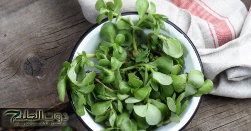 “العلاج الفعال للسعال والزكام في دقائق”… هذه العشبة الجبارة تجدد الكبد وتحارب الكولسترول والدهون الثلاثية