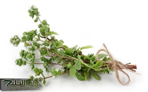 “سر العطار السعودي”.. عشبة سحرية جبلية موجودة في كل بيت تذيب الدهون وتسد الشهية بسرعة