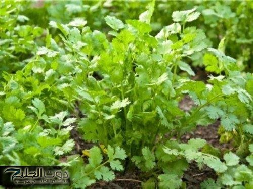 «أقوى من الأدوية الكيماوية!».. اكتشف سر العشبة المهملة اللي بتجدد الكبد وتخلص جسمك من السموم بسرعة هائلة!