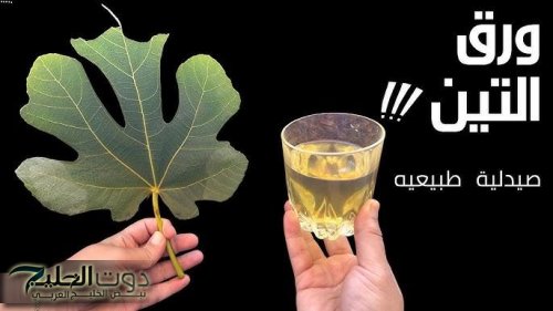 "منتشرة في مصر والسعودية" .. أوراق هذه الشجرة تحتوي علي كنز طبيعي يغفل عنه الكثير .. ما هي؟؟؟