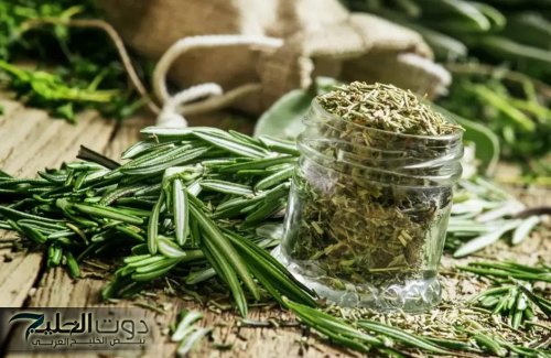 «وداعا لجرعات الكيماوي المرهقة».. عشبة جهنمية جبارة تقضي على الورم تماما تنمو في فصل الشتاء