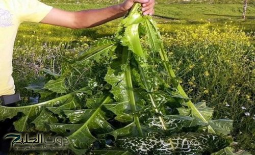 أرمى دواء السكر فى الزباله.. متوفرة بسعر التراب تخفض السكر التراكمي خلال دقائق بسيطة.. وتعتبر أقوى من إبرة