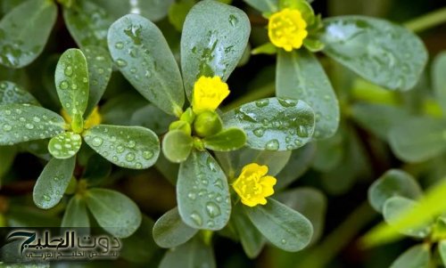 معجزه ربانيه بكل المقاييس.. عشبة رهيبة من عالم تاني.. نبات جبار جنب البيت هيخليك في أفضل أحوالك بطريقة مدهشة