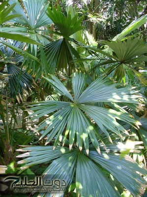 نبات يعيش مئات السنين بدون ماء… وبيستخدم في صناعة أدوية كتيرة!!