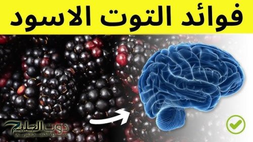 فاكهة مش بس حلوة.. التوت الأحمر فوائده مدهشة لصحة القلب والوقاية من السرطان