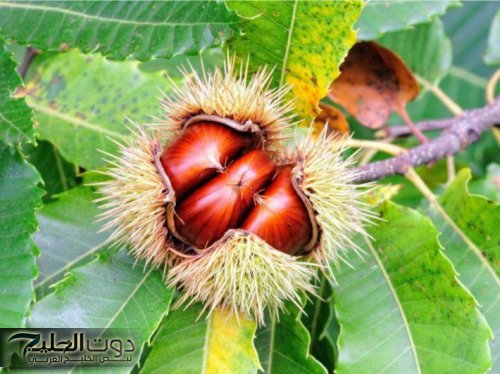 «المعجزة الخضراء اللي الأطباء بينصحوا بيها!».. أوراق الكستناء ودورها في الوقاية من الأمراض ودعم الجسم بطريقة