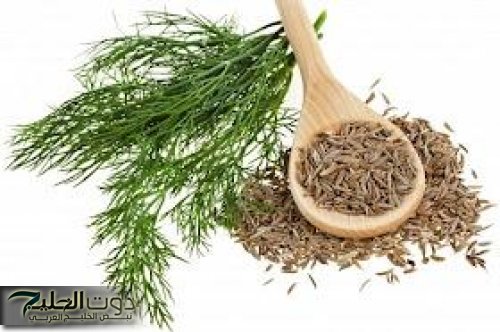 «هتخلي عودك سمباتيك».. عشبة مطبخية سحرية تزيل الكرش دون ريجيم… تعرفوا عليها لا تفوتها