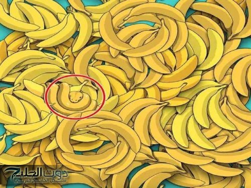 ركز جيداً.. 1 % فقط استطاعوا اكتشاف الحيوان المخفي بين الموز في 5 ثوانٍ.. هل أنت منهم؟ -