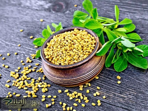 مصيبة أن تحرم نفسك منها .. معلقة حلبة كل يوم شوفي بتعمل ايه معجزات ربانية في بذور أغلي من الذهب