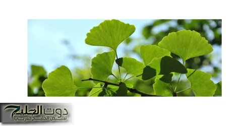 “كلمة كنز من ذهب قليلة عليها”.. عشبة بسيطة تقوي الذاكرة وترجع الشايب شباب بسرعة قياسية