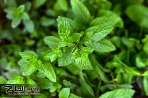 طلعت معجزة ربانية.. عشبة غير متوقعة تحسن التنفس وتعالج عسر الهضم