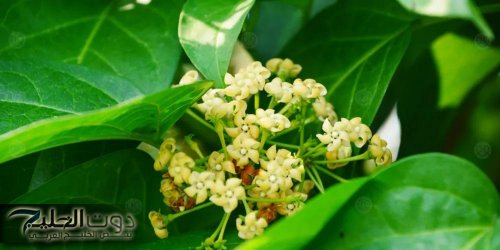 «المعجزة اللي جاية من التراث العربي!».. عشبة منسية تدهش الأطباء بقدرتها على ضبط السكر وحماية الجسم