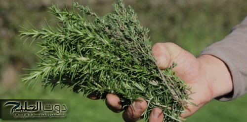 “دور عليها وإستخدمها”… عشبة موجودة في البيت لن تتخيل حجم فائدتها الثمينة… مش هتصدق قيمتها الحقيقية