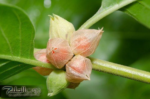 عشبة طبيعية تعزز التركيز ووظائف المخ والمناعة.. ما هى