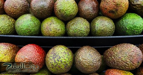 ثمرة واحدة من الأفوكادو يوميا تغير حياتك.. وهذه النتيجة