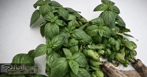 ورقة صغيرة.. عشبة تحميك من السرطان وأمراض القلب